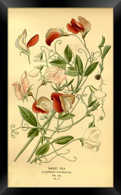 Vintage Sweet Pea Lathyrus Odoratus Botanical Flor Framed Print by Fine Art Works