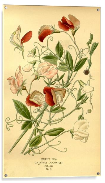 Vintage Sweet Pea Lathyrus Odoratus Botanical Flor Acrylic by Fine Art Works