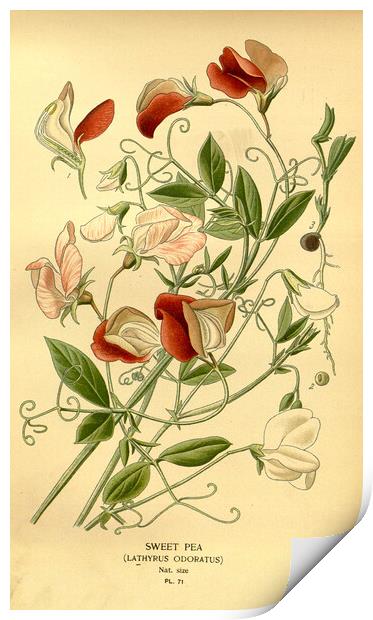 Vintage Sweet Pea Lathyrus Odoratus Botanical Flor Print by Fine Art Works
