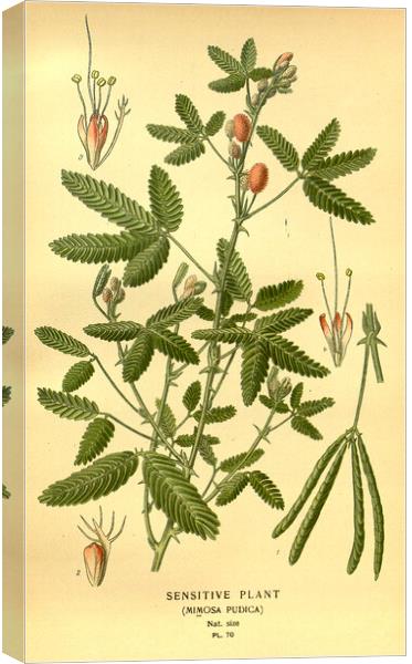Vintage Botanical Sensitive Plant Mimosa Pudica Il Canvas Print by Fine Art Works