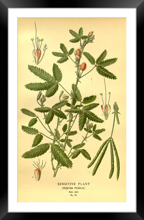 Vintage Botanical Sensitive Plant Mimosa Pudica Il Framed Mounted Print by Fine Art Works