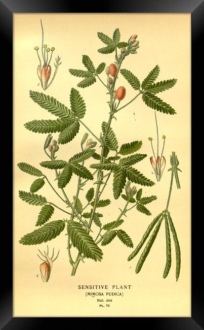 Vintage Botanical Sensitive Plant Mimosa Pudica Il Framed Print by Fine Art Works
