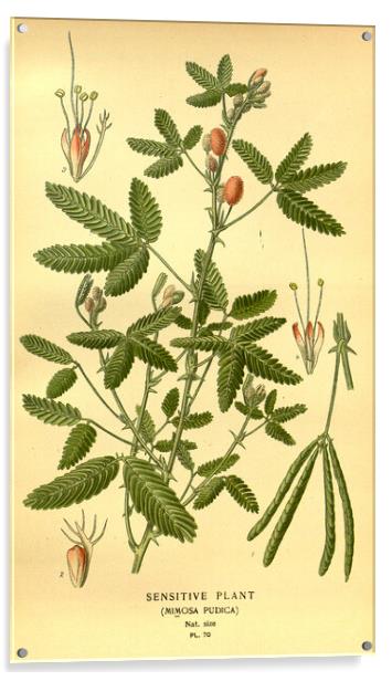 Vintage Botanical Sensitive Plant Mimosa Pudica Il Acrylic by Fine Art Works
