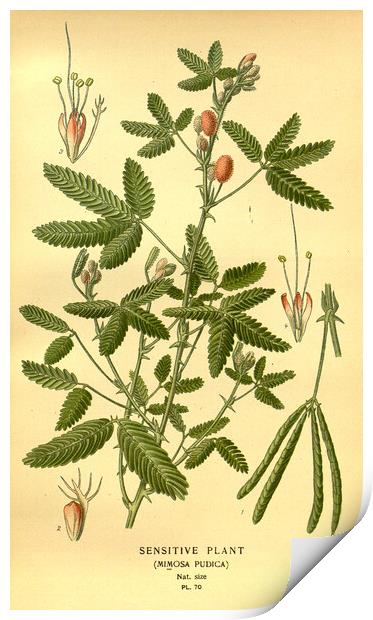 Vintage Botanical Sensitive Plant Mimosa Pudica Il Print by Fine Art Works