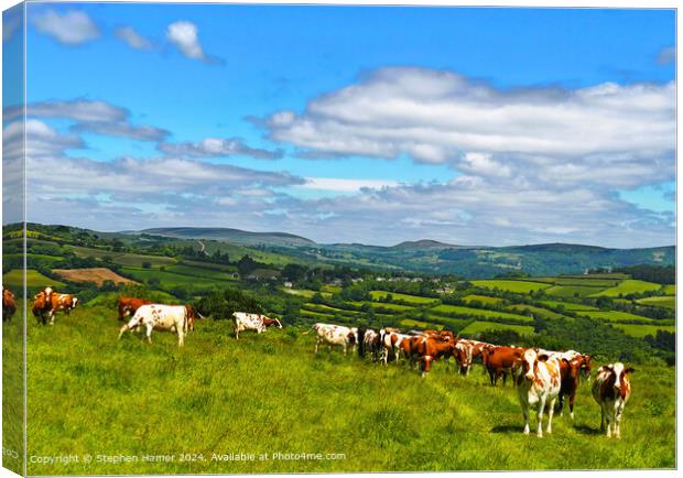 Organically Grazing Ayrshire Cows Canvas Print by Stephen Hamer