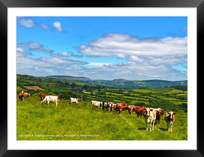 Organically Grazing Ayrshire Cows Framed Mounted Print by Stephen Hamer