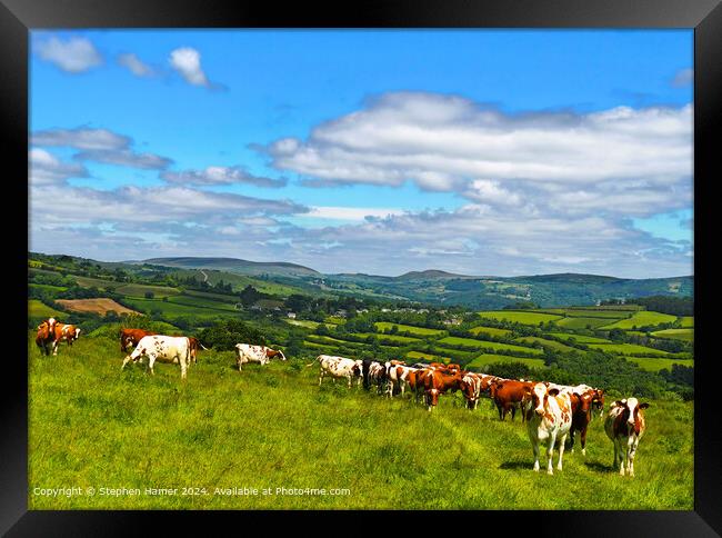 Organically Grazing Ayrshire Cows Framed Print by Stephen Hamer