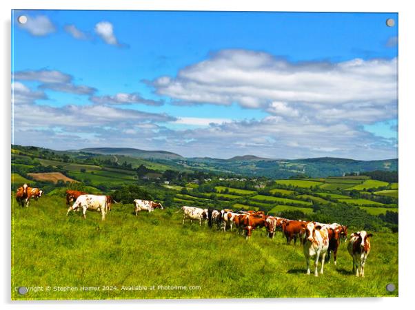 Organically Grazing Ayrshire Cows Acrylic by Stephen Hamer