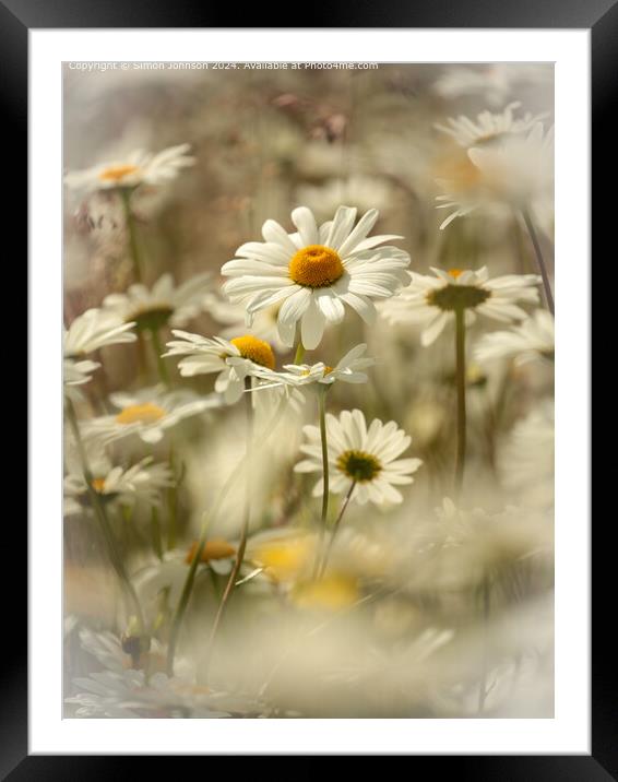 Cotswolds Daisy Nature Framed Mounted Print by Simon Johnson