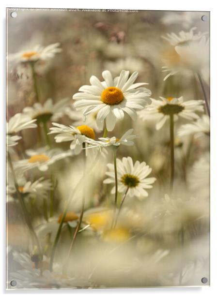 Cotswolds Daisy Nature Acrylic by Simon Johnson