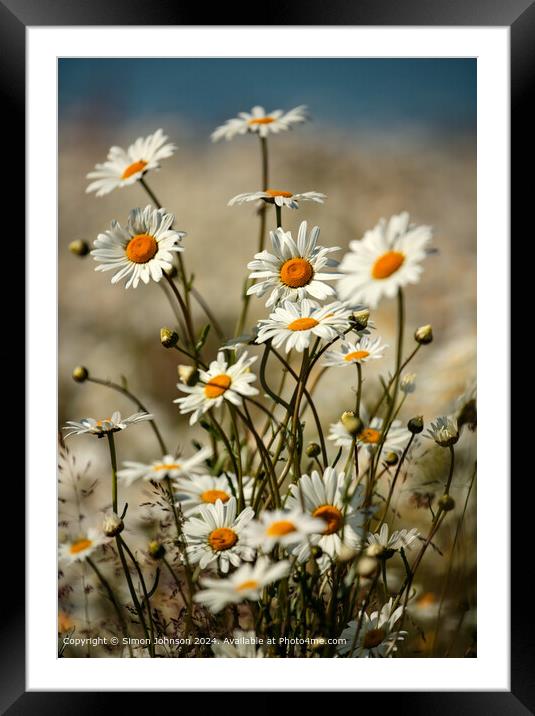 Daisy Floral Close-Up Cotswolds Framed Mounted Print by Simon Johnson