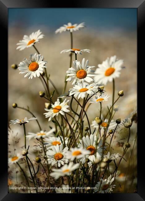 Daisy Floral Close-Up Cotswolds Framed Print by Simon Johnson