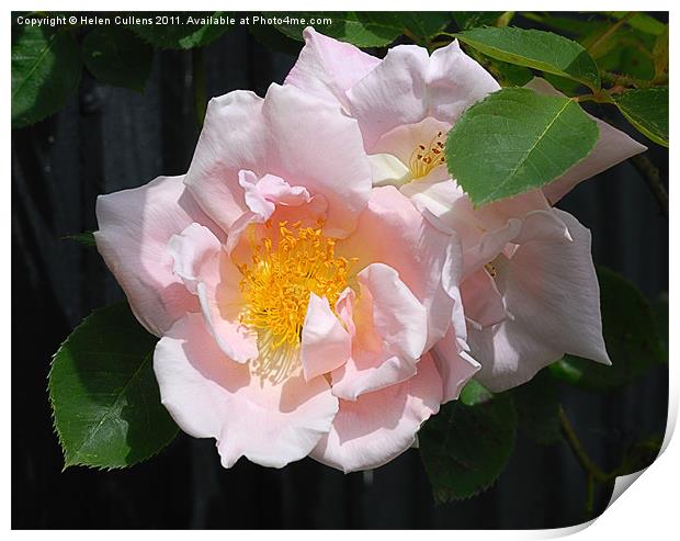 PINK ROSE Print by Helen Cullens