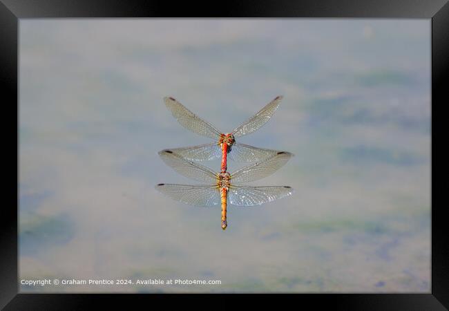 Symmetrical Common Darter Dragonflies Framed Print by Graham Prentice