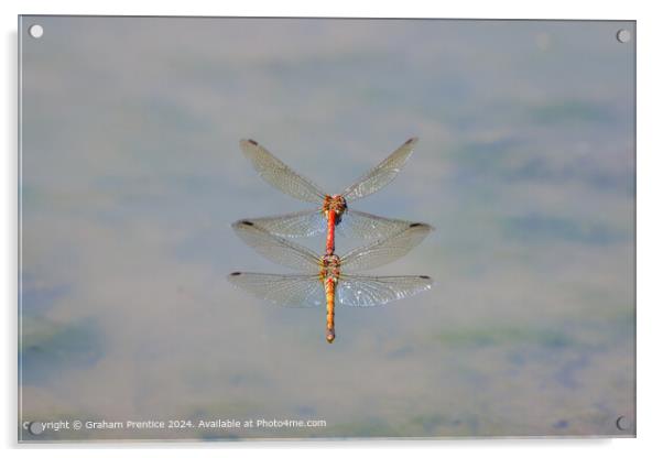 Symmetrical Common Darter Dragonflies Acrylic by Graham Prentice