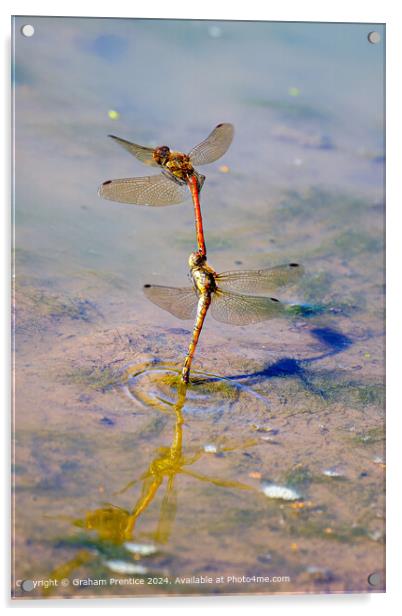 Common Darter Dragonflies Laying Eggs Acrylic by Graham Prentice