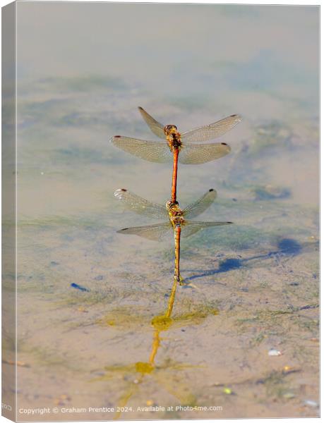 Common Darter Dragonflies Mating Canvas Print by Graham Prentice