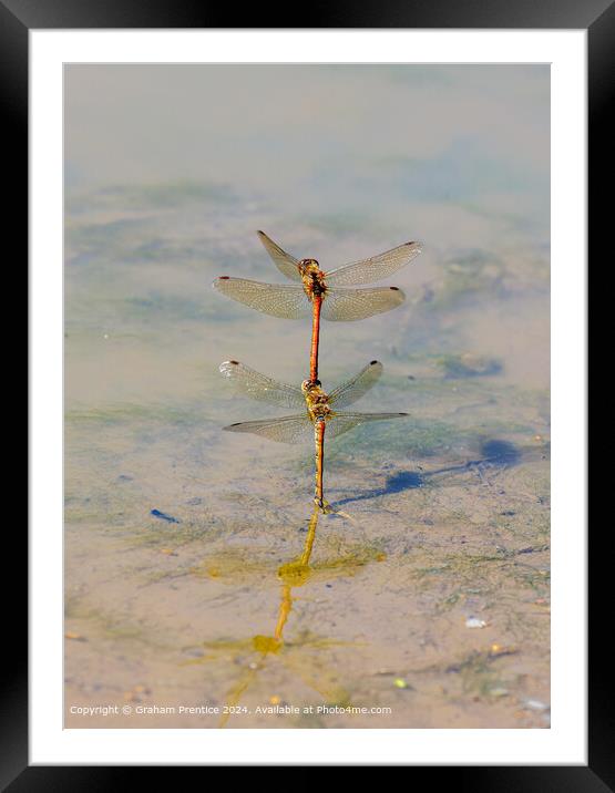 Common Darter Dragonflies Mating Framed Mounted Print by Graham Prentice
