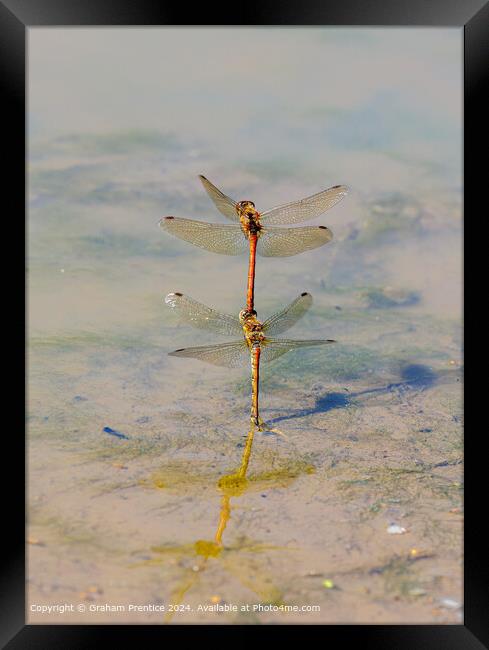 Common Darter Dragonflies Mating Framed Print by Graham Prentice