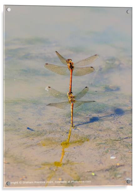 Common Darter Dragonflies Mating Acrylic by Graham Prentice