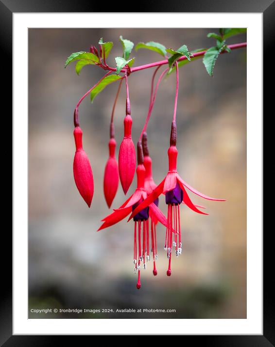 Red Fuchsia  Framed Mounted Print by Ironbridge Images