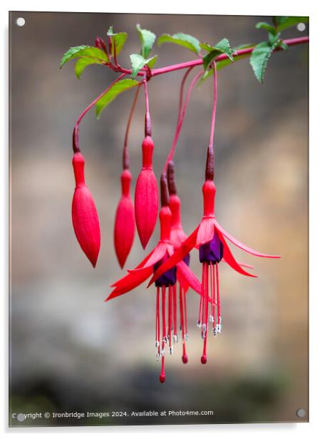 Red Fuchsia  Acrylic by Ironbridge Images