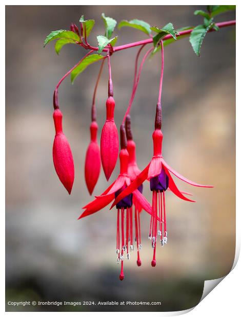 Red Fuchsia  Print by Ironbridge Images