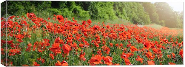 June Poppies Canvas Print by James Rowland
