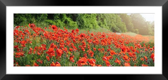 June Poppies Framed Mounted Print by James Rowland