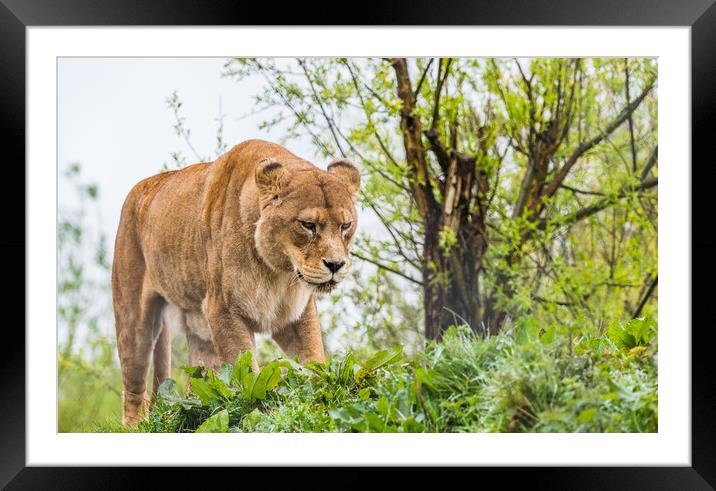 Female African Lion Framed Mounted Print by Jason Wells