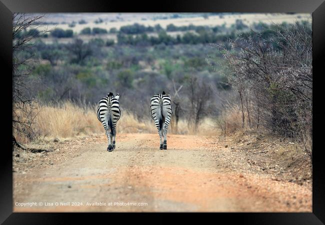 Two zebras in the African heat Framed Print by Lisa O Neill