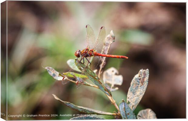 Red Common Darter Dragonfly Resting Canvas Print by Graham Prentice