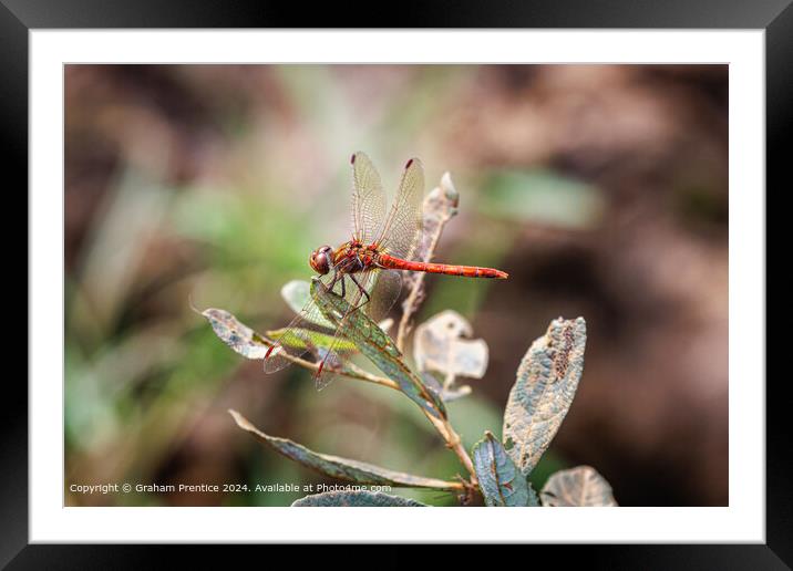 Red Common Darter Dragonfly Resting Framed Mounted Print by Graham Prentice