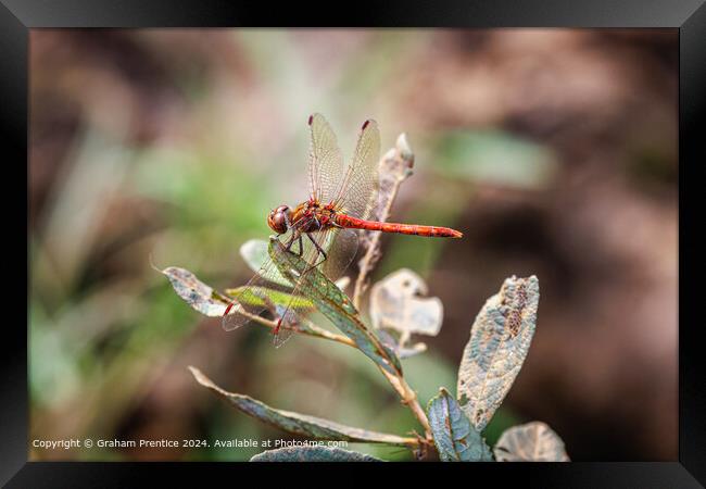 Red Common Darter Dragonfly Resting Framed Print by Graham Prentice