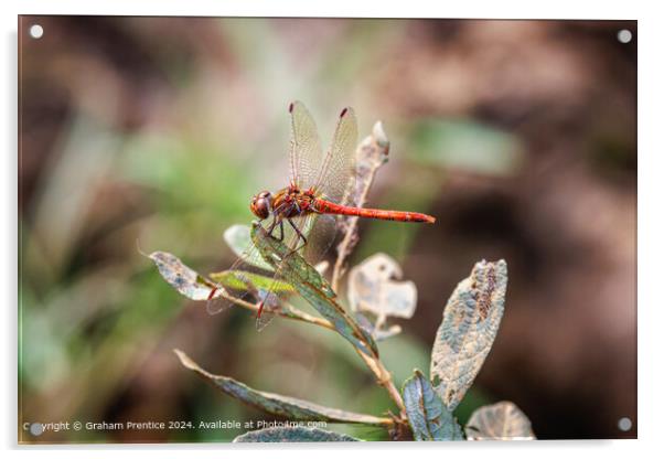 Red Common Darter Dragonfly Resting Acrylic by Graham Prentice