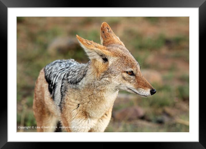African Wildlife Canvas: Black-backed Jackal Framed Mounted Print by Lisa O Neill