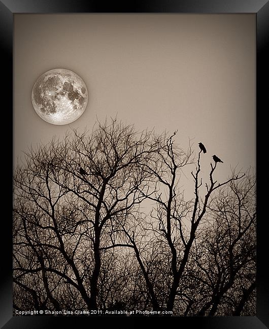 Evening roost Framed Print by Sharon Lisa Clarke