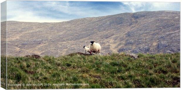 2 sheep Soft Light Landscape Harris Canvas Print by dale rys (LP)