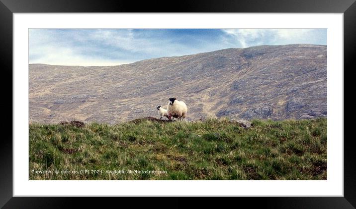 2 sheep Soft Light Landscape Harris Framed Mounted Print by dale rys (LP)