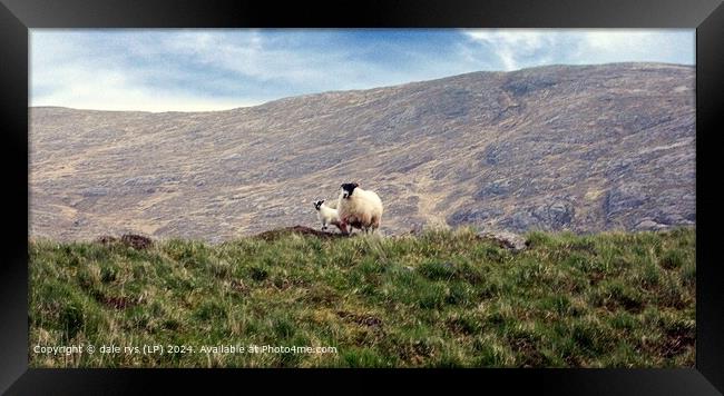 2 sheep Soft Light Landscape Harris Framed Print by dale rys (LP)
