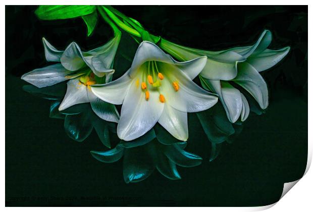 White Lilies With An Artistic Blue Reflection on a Black Surface Print by Kenn Sharp