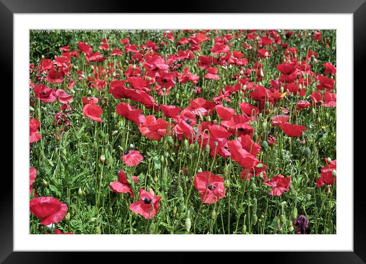 Red Poppy Tranquility  Framed Mounted Print by Tom McPherson