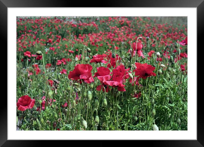 Field of Vibrant Red Poppy Flora Framed Mounted Print by Tom McPherson