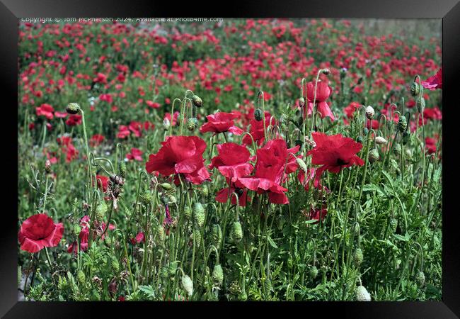 Field of Vibrant Red Poppy Flora Framed Print by Tom McPherson