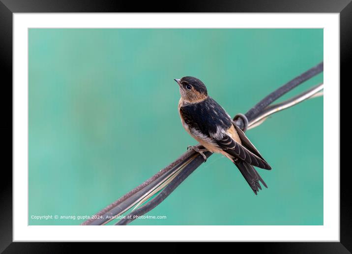 Barn swallow Framed Mounted Print by anurag gupta