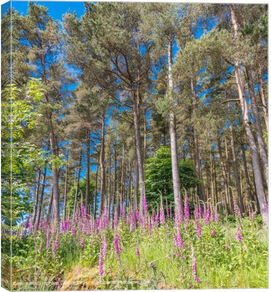 Flowering Foxgloves in Woodland Canvas Print by Richard Laidler