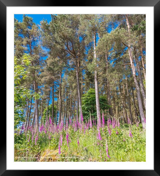 Flowering Foxgloves in Woodland Framed Mounted Print by Richard Laidler
