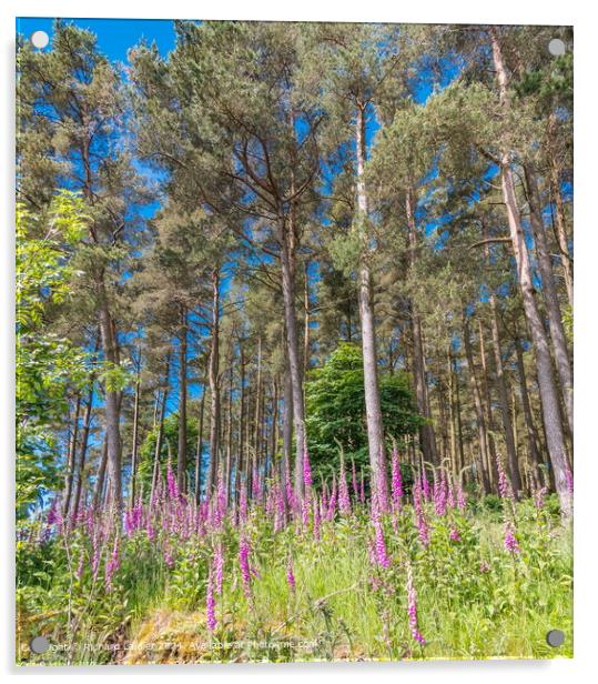 Flowering Foxgloves in Woodland Acrylic by Richard Laidler
