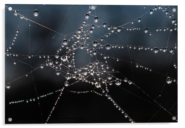 Morning Pearl-Adorned Spiders Web Acrylic by Kenn Sharp