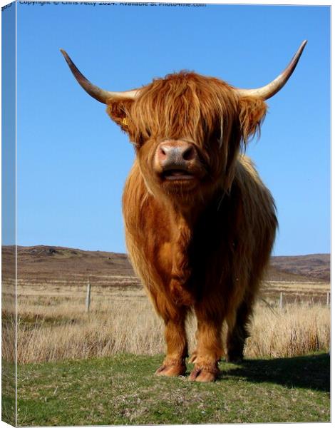 Highland Cow Canvas Print by Chris Petty